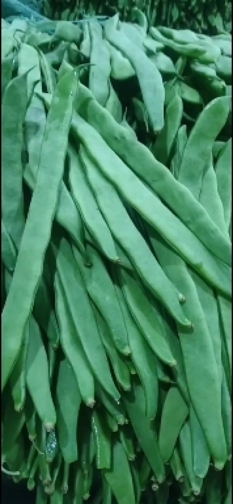 小金豆