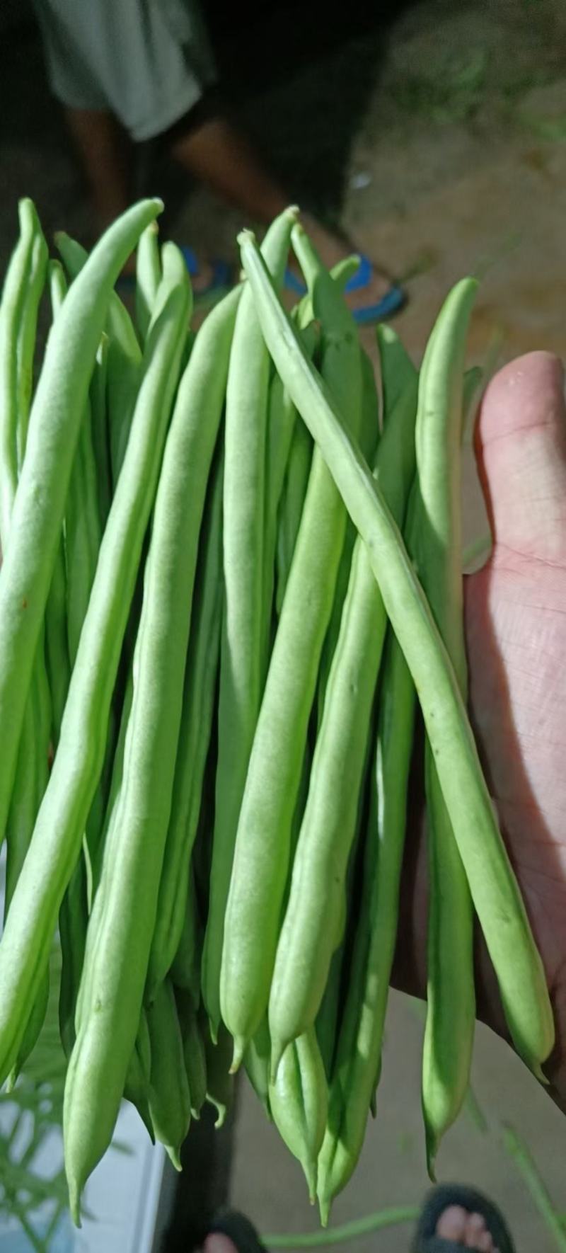 小金豆
