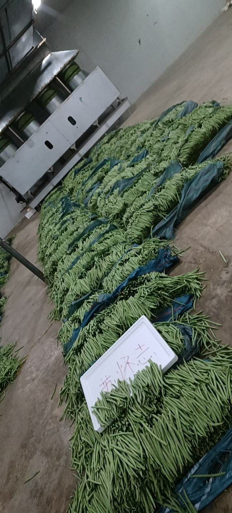 小金豆