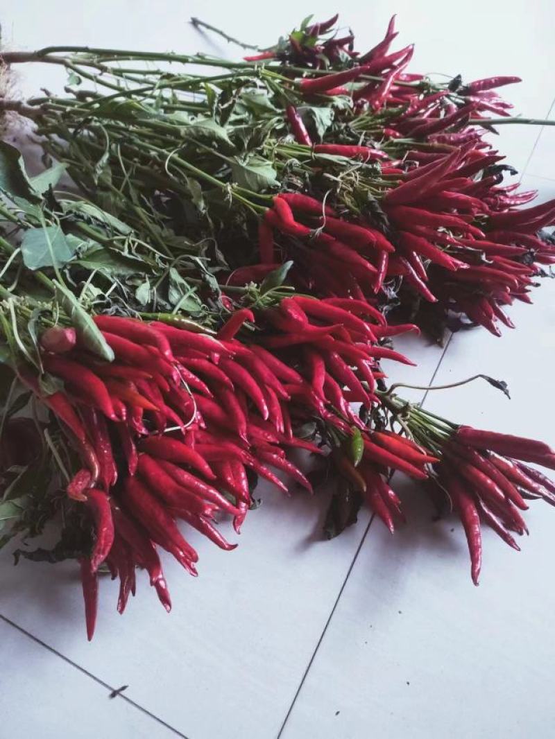 【推荐】草莓椒半干艳椒满天星圆珠椒灯笼椒鲜辣椒