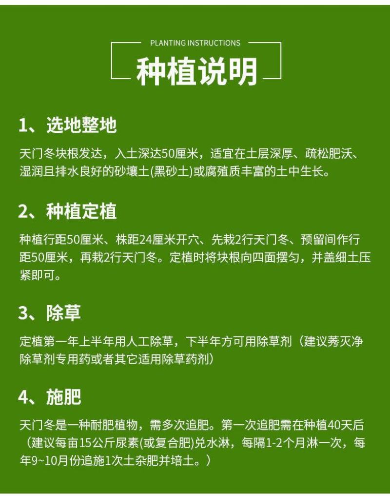 天冬苗良种高产经济中药材种植难度低易管理易成活大量有货
