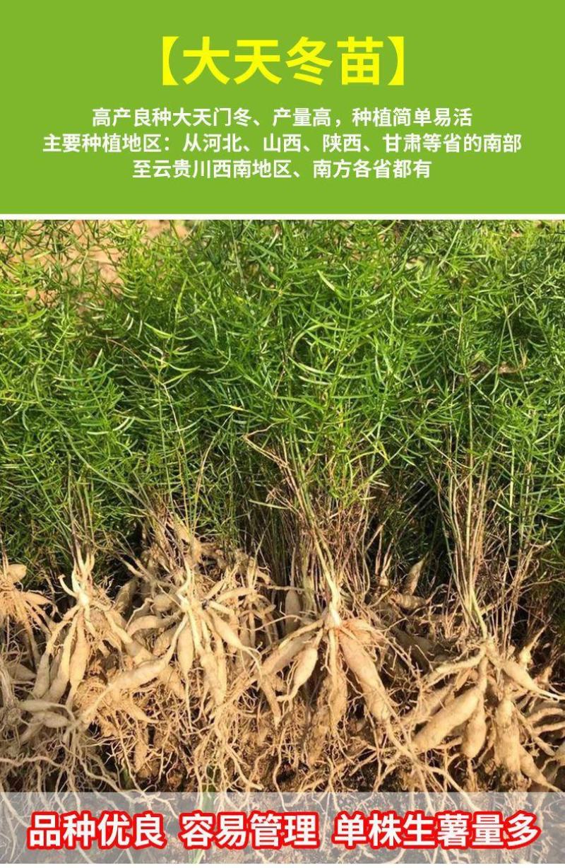 天冬苗良种高产经济中药材种植难度低易管理易成活大量有货