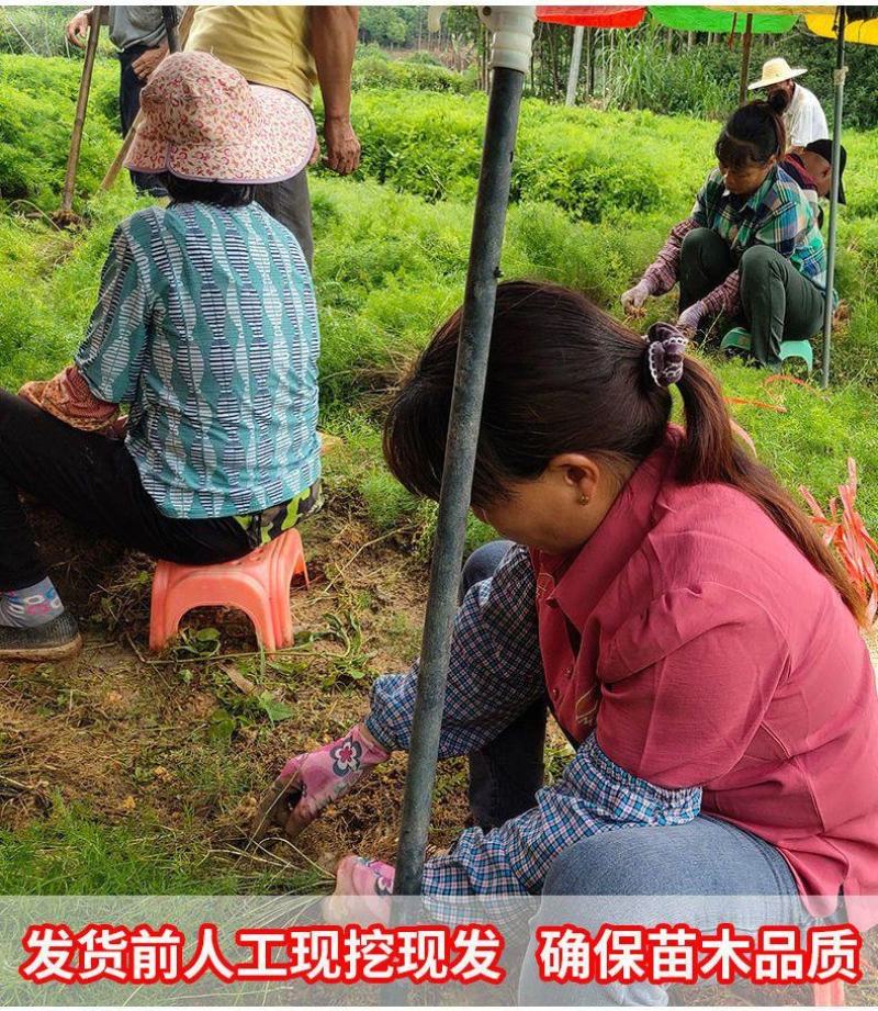 天冬苗良种高产经济中药材种植难度低易管理易成活大量有货