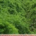 天冬苗良种高产经济中药材种植难度低易管理易成活大量有货