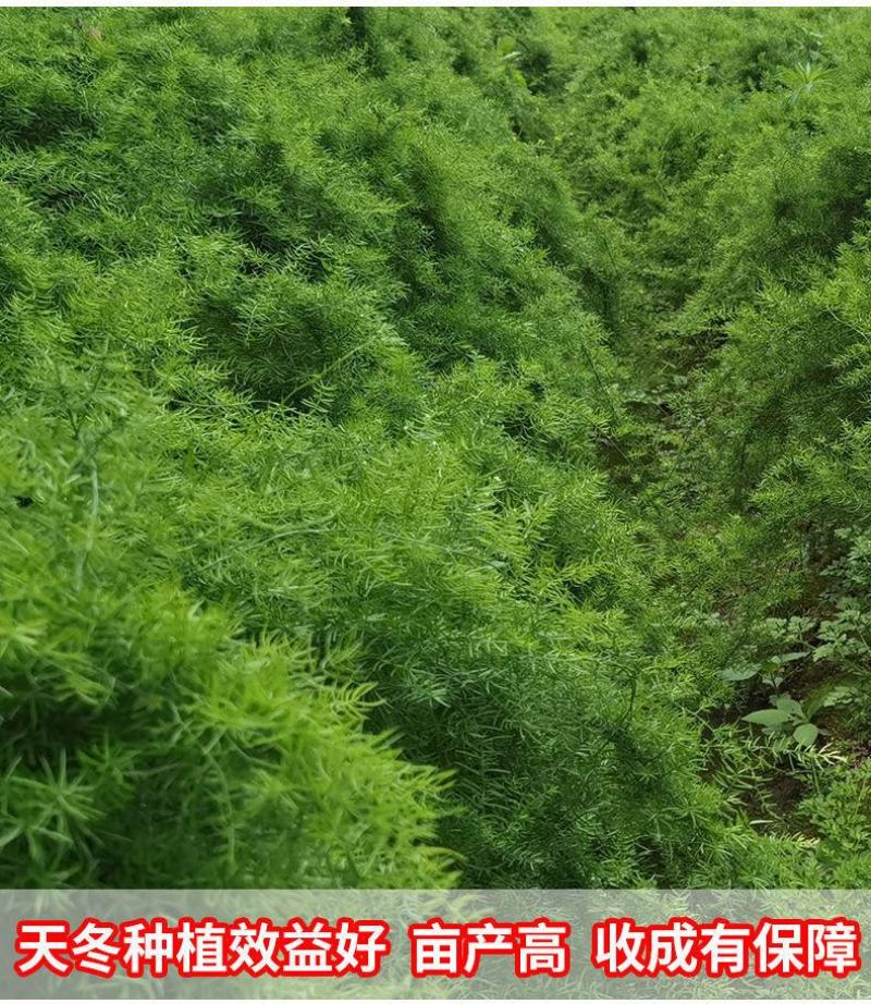 天冬苗良种高产经济中药材种植难度低易管理易成活大量有货
