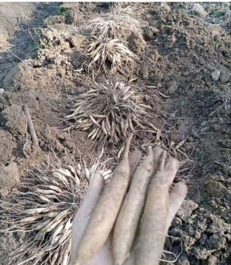 天冬苗良种高产经济中药材种植难度低易管理易成活大量有货