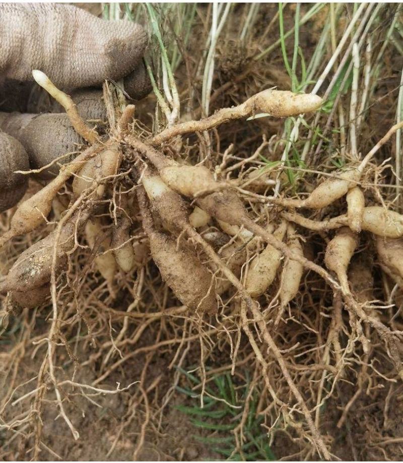 天冬苗良种高产经济中药材种植难度低易管理易成活大量有货