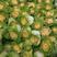 黄玫瑰100亩～大棚菜精品，专业合作社，质量保证