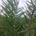 海枣树苗【海枣树又叫棕榈树，属于绿化树种】