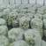 辽宁省锦州市精品暖棚绿角瓜规格1斤以上1斤以下的