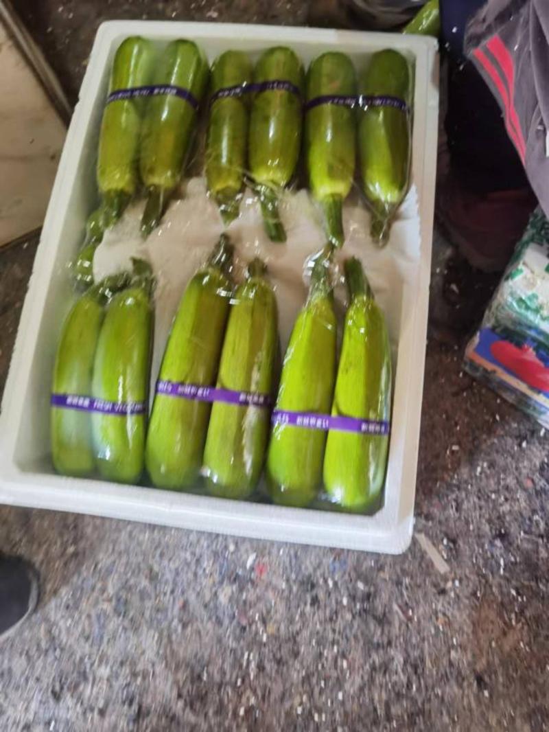 辽宁省锦州市精品暖棚绿角瓜规格1斤以上1斤以下的