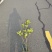 桂花绿篱1.5~2.5米高度海量出售，南京溧水基地