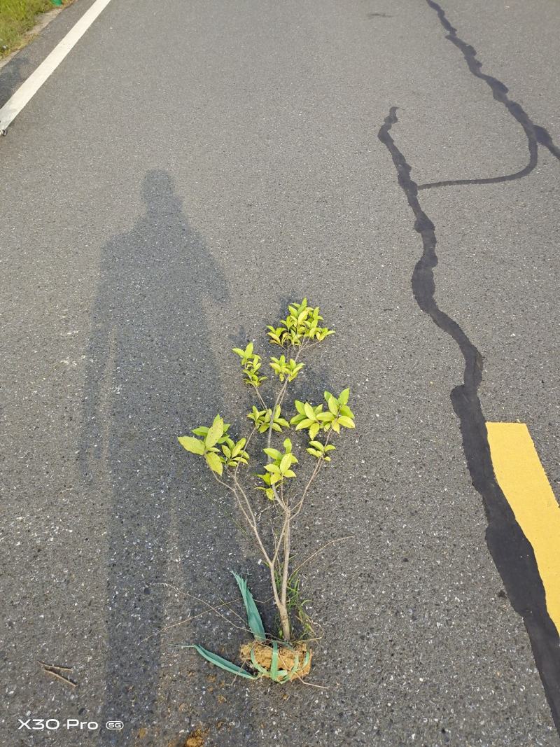 桂花绿篱1.5~2.5米高度海量出售，南京溧水基地