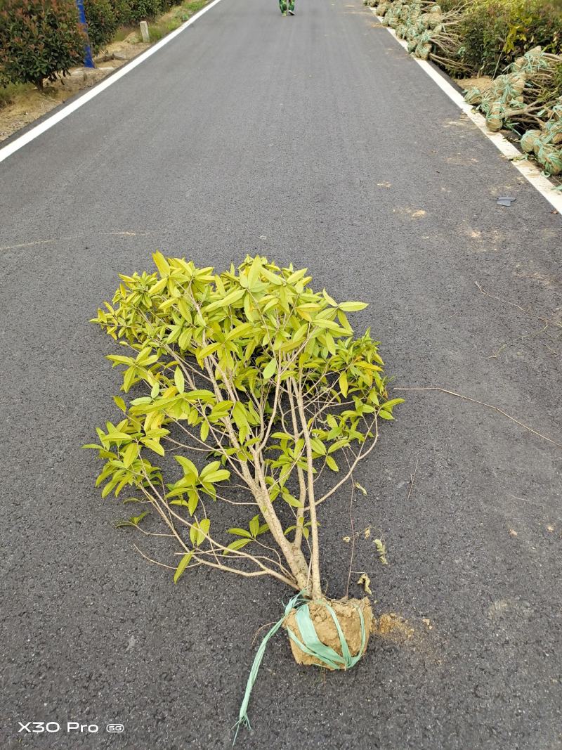 桂花绿篱1.5~2.5米高度海量出售，南京溧水基地