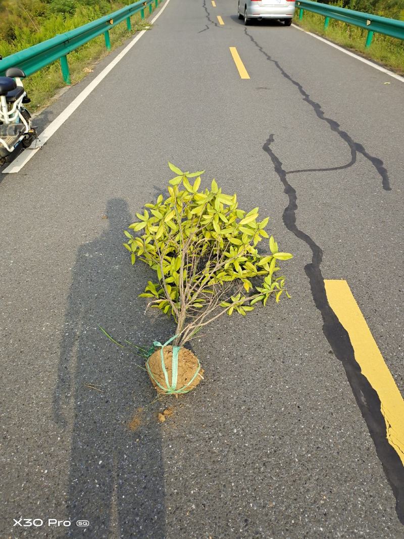 桂花绿篱1.5~2.5米高度海量出售，南京溧水基地