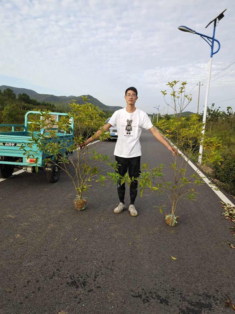 桂花绿篱1.5~2.5米高度海量出售，南京溧水基地