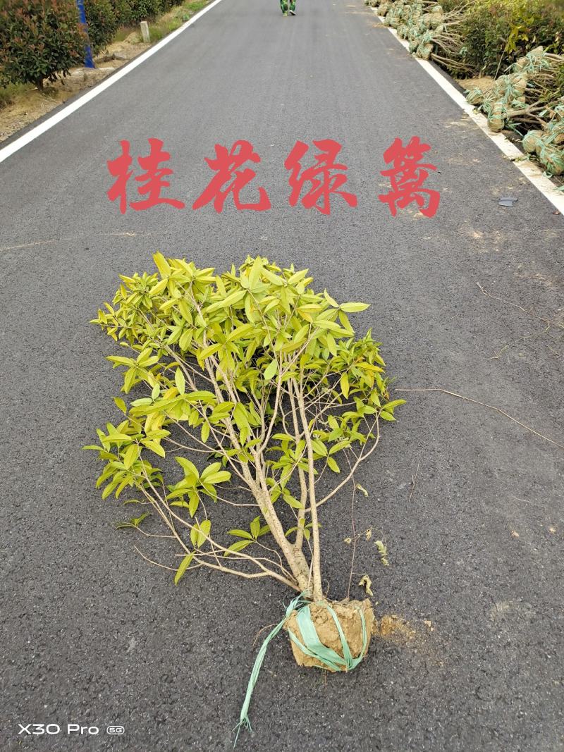 桂花绿篱1.5~2.5米高度海量出售，南京溧水基地