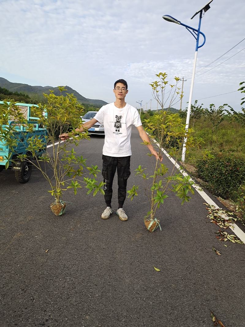 桂花绿篱1.5~2.5米高度海量出售，南京溧水基地