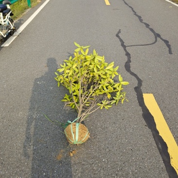 桂花绿篱1.5~2.5米高度海量出售，南京溧水基地