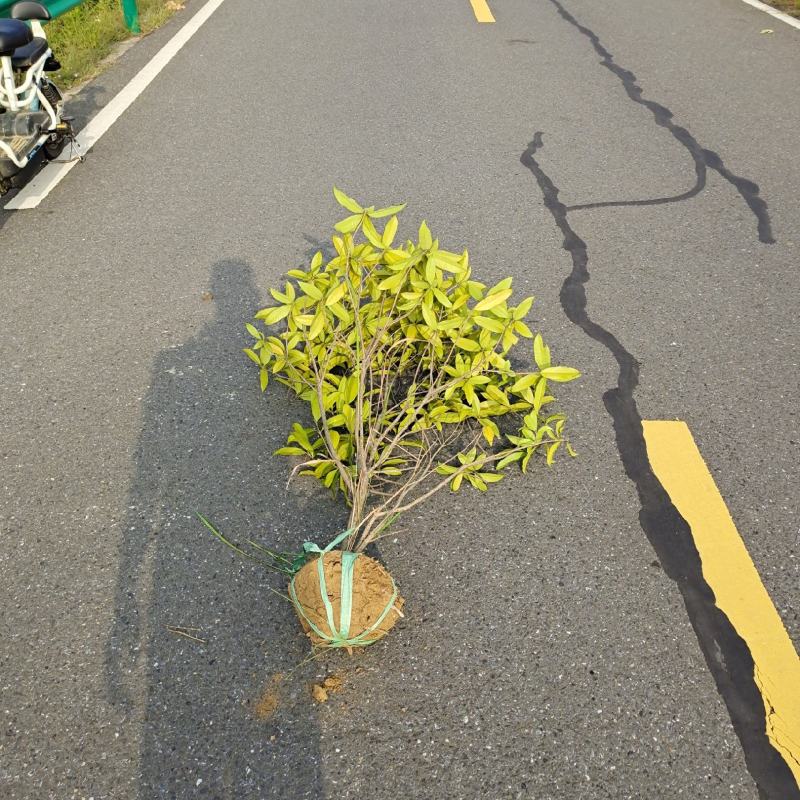 桂花绿篱1.5~2.5米高度海量出售，南京溧水基地