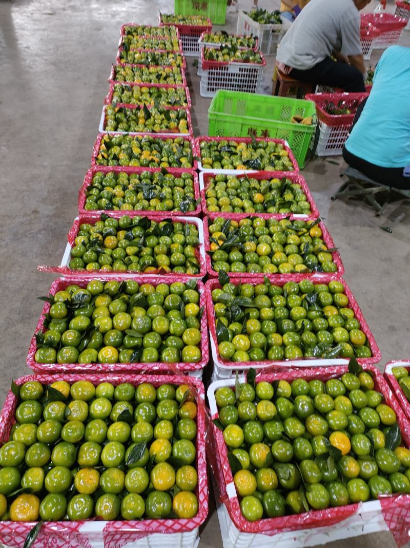 早熟蜜橘产地直发对接全国电商社区团购质量保证