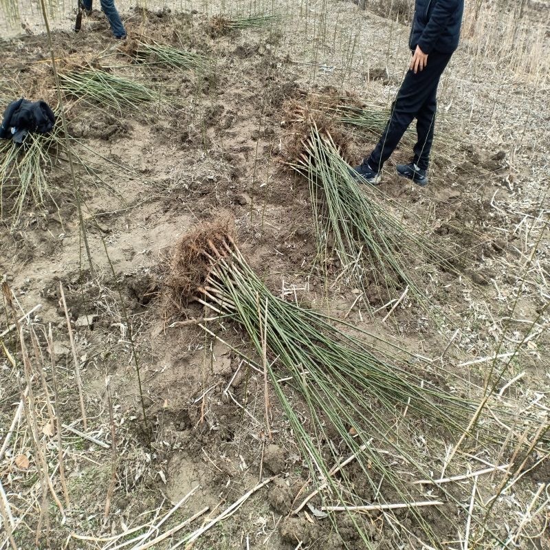 房前有槐升官发财国槐树苗槐树苗庭院别墅院栽招财龙爪槐