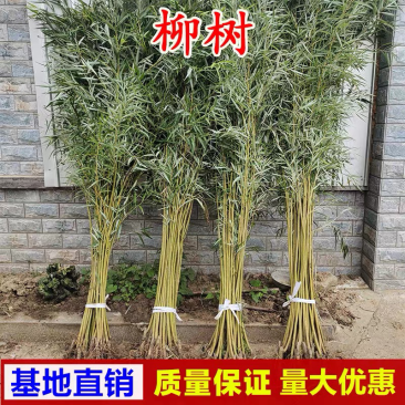 柳树苗柳树垂柳直柳旱柳河柳江柳柳树苗黄金柳金丝垂柳苗工程