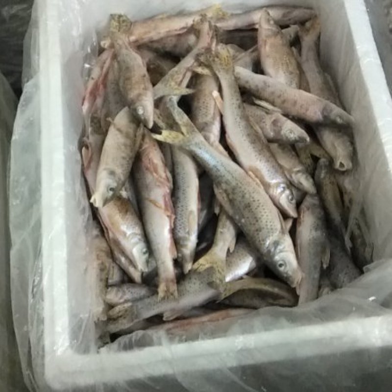 花骨鱼（麻鱼）15一20公分左右开肚单冻