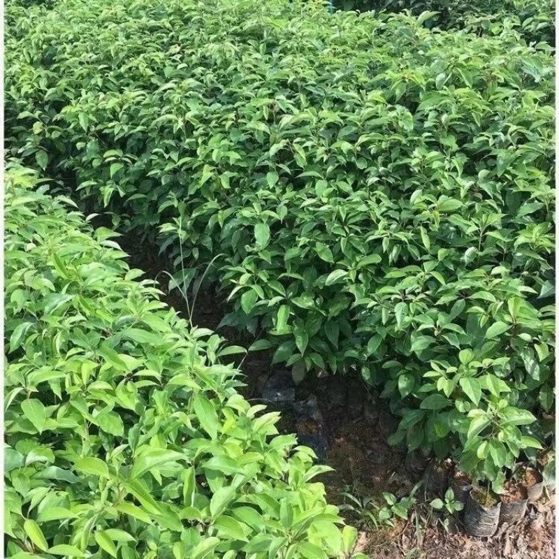大叶女贞树苗高杆女贞不落叶四季常青风景树庭院绿化大型苗木