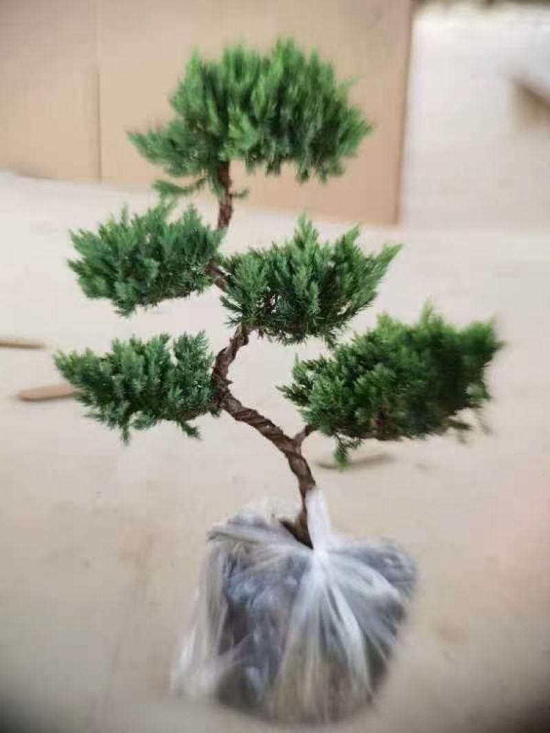三层松柏基地自产精品盆栽全国一件代发物美价廉产品好服务好