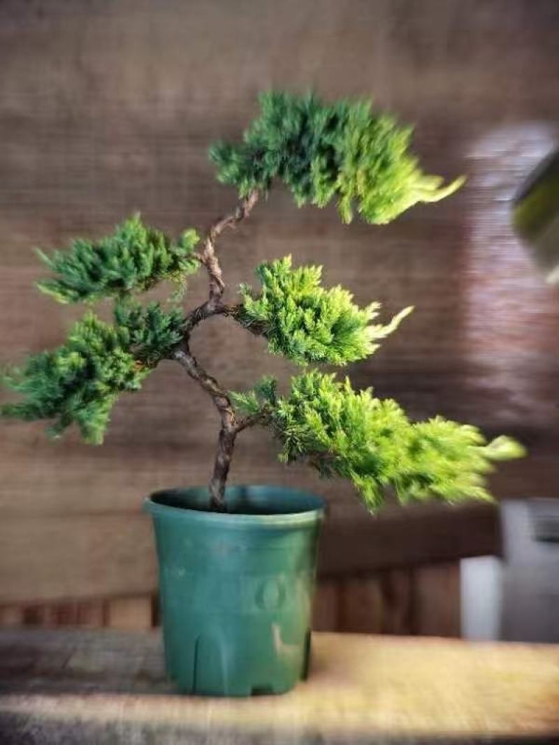 三层松柏基地自产精品盆栽全国一件代发物美价廉产品好服务好