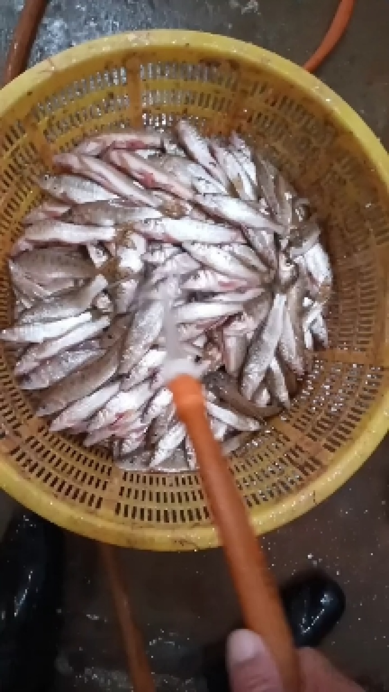 花骨鱼（麻鱼）15一20公分左右开肚单冻