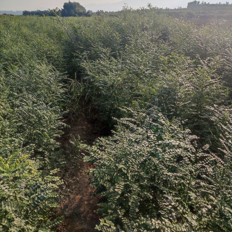 定植八年的连翘树