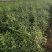 定植八年的连翘树