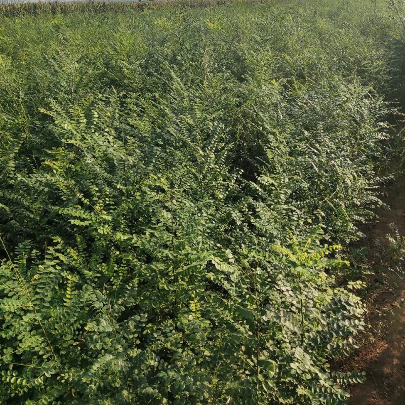 定植八年的连翘树