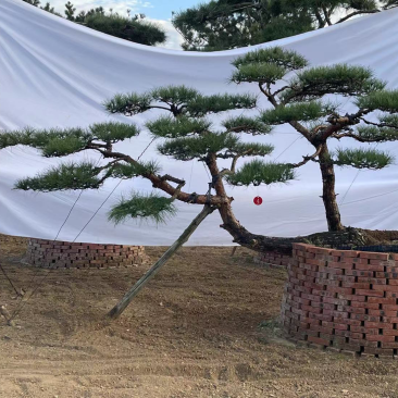 精品造型松，黑松，油松，赤松