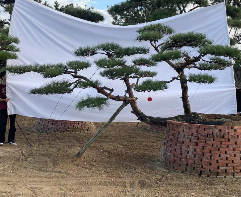 精品造型松，黑松，油松，赤松