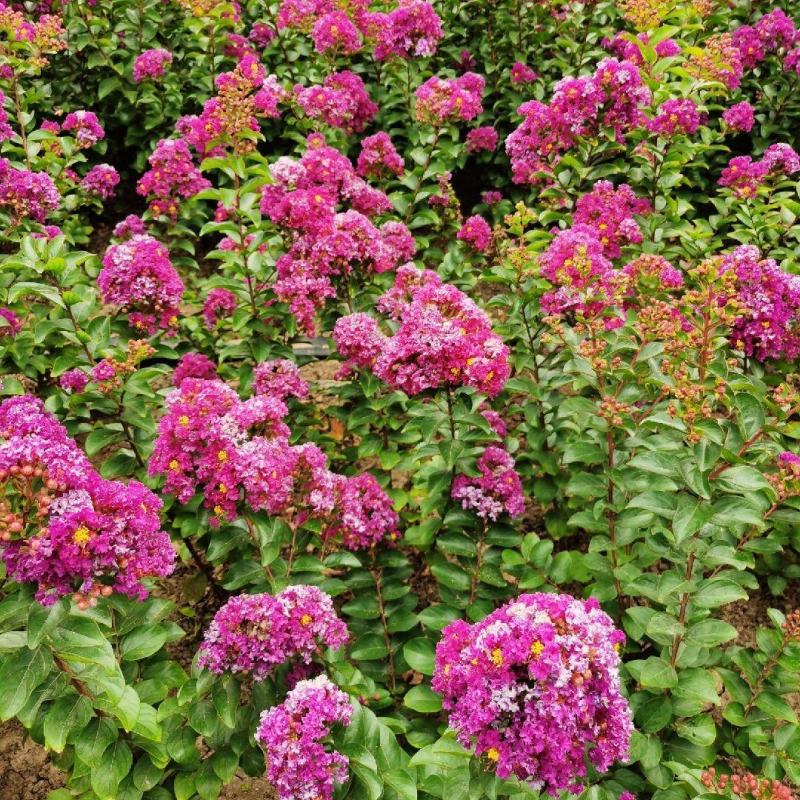 紫薇花盆栽四季好养花卉植物室内阳台庭院耐寒耐热绿植百日红