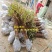 紫薇花盆栽四季好养花卉植物室内阳台庭院耐寒耐热绿植百日红