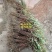 紫薇花盆栽四季好养花卉植物室内阳台庭院耐寒耐热绿植百日红