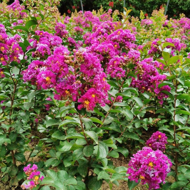 紫薇花盆栽四季好养花卉植物室内阳台庭院耐寒耐热绿植百日红