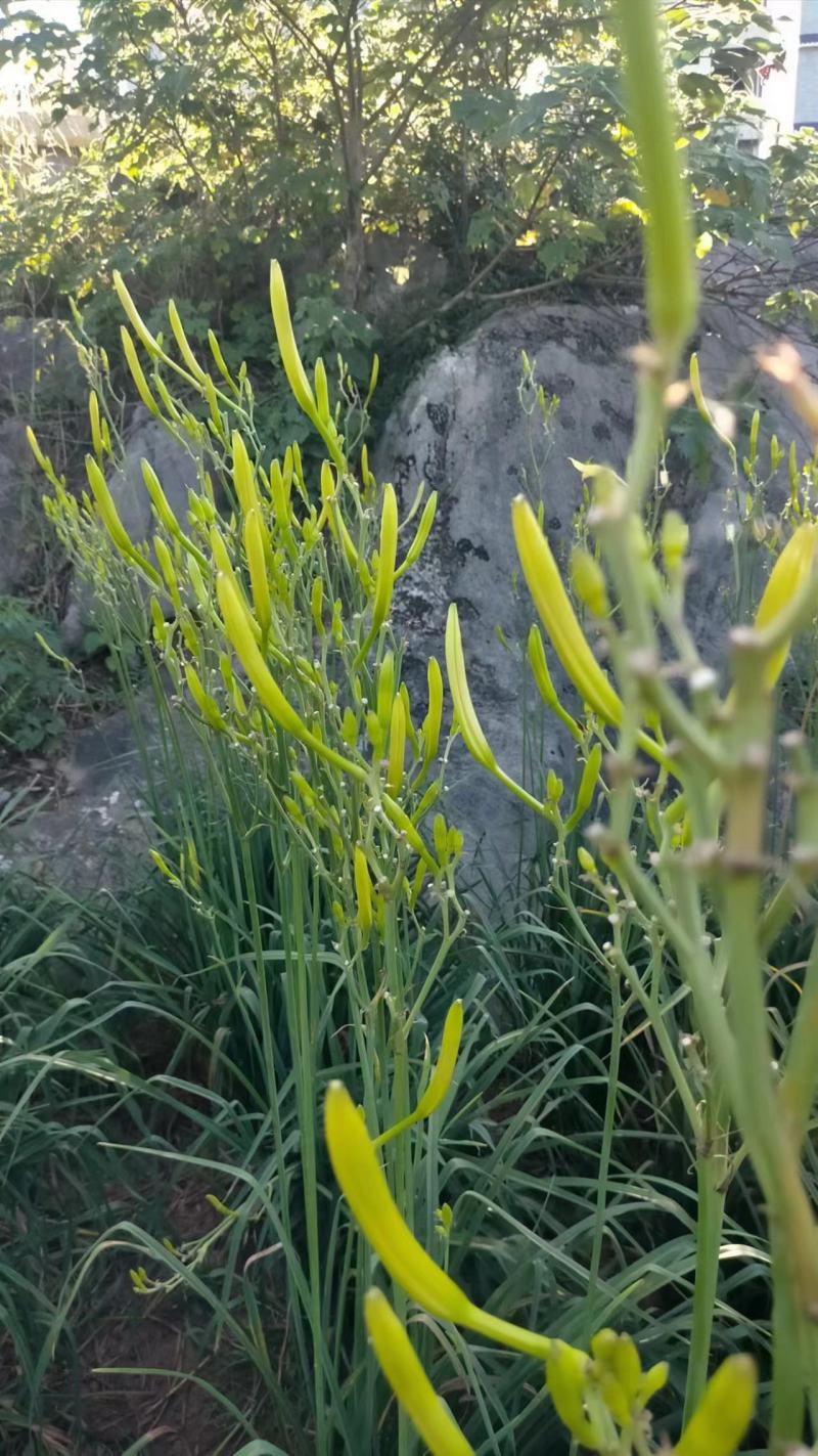 湖南省祁东县蒸晒干黄花菜量大从优品质保证