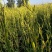 湖南省祁东县蒸晒干黄花菜量大从优品质保证