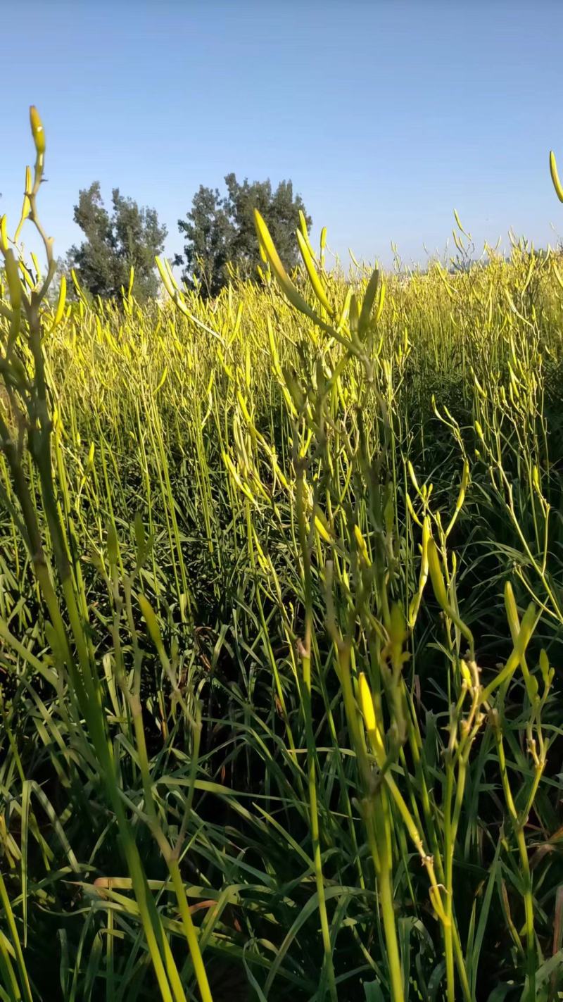 湖南省祁东县蒸晒干黄花菜量大从优品质保证