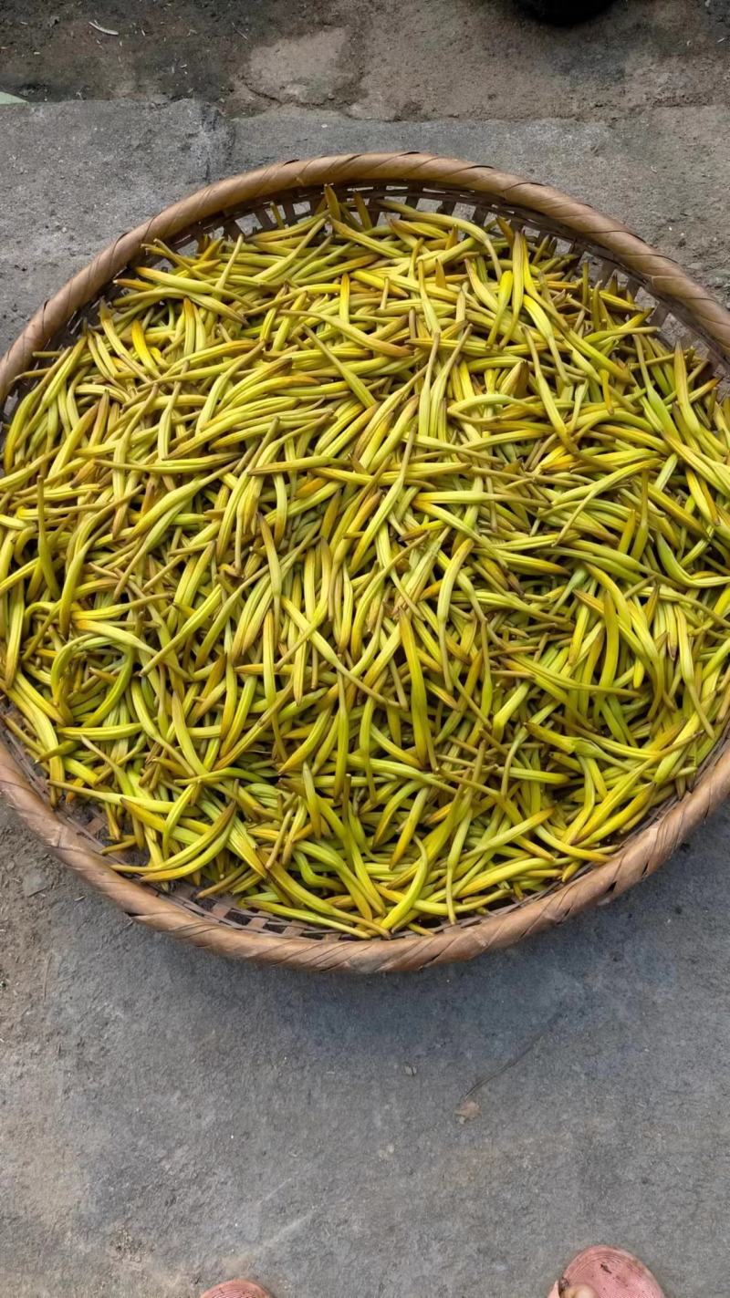 湖南省祁东县蒸晒干黄花菜量大从优品质保证