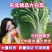 吉林白菜产区精品456纯黄芯产地直发大量有货