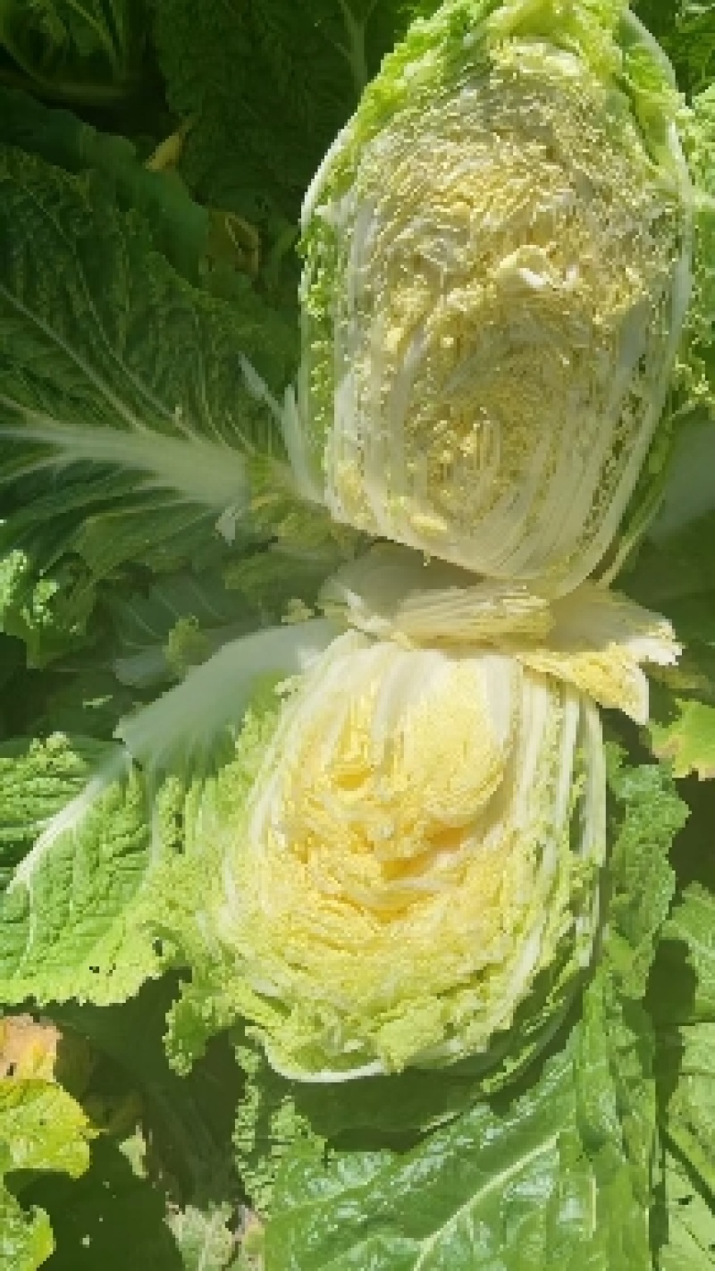 吉林白菜产区精品456纯黄芯产地直发大量有货