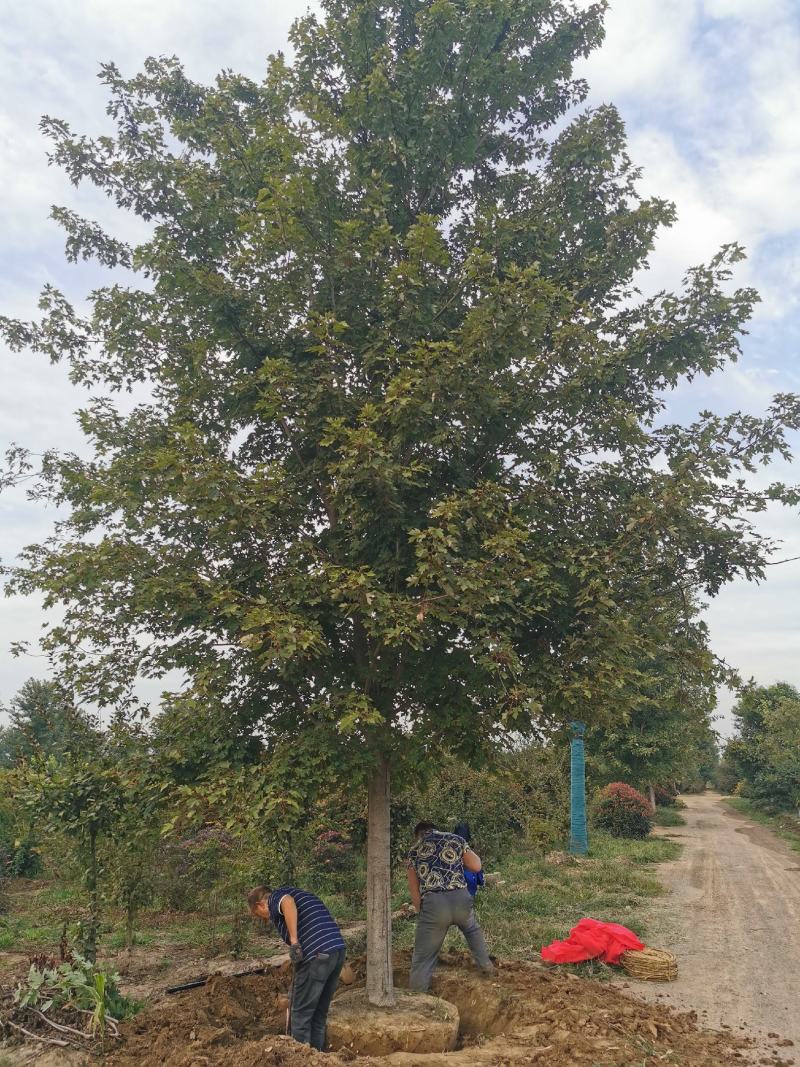 美国红枫，秋火焰，8-30公分量大质优价廉