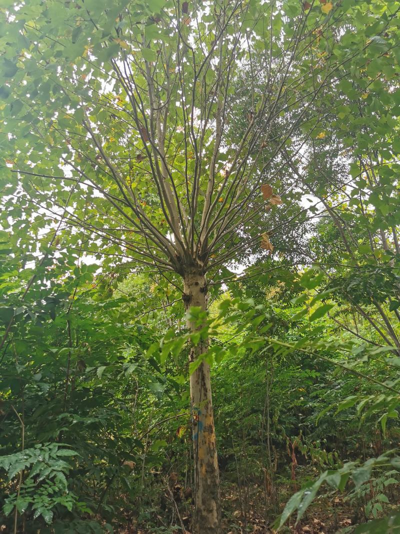 法桐，速生法桐，悬铃木，三球悬铃木8-50公分量大质优价