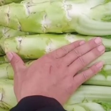 精品棒菜青皮白皮都有